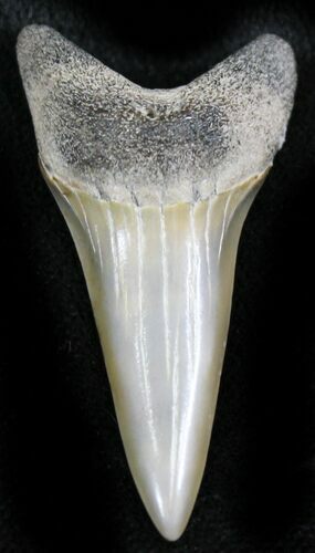Fossil Mako Shark Tooth - Virginia #26697